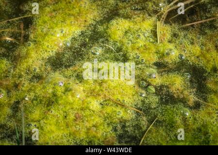 Close-up von Algen Abschaum Umformen in stehendes Wasser im landwirtschaftlichen Bereich. Stockfoto