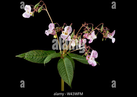 Blühende Himalayan Balsam, Impatiens glandulifera, wachsen an der Seite einer Straße in der Nähe von einem Graben in Dorset. Himalayan Balsam ist eine nicht-native invas Stockfoto