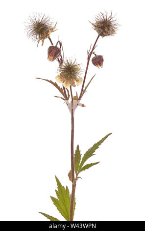 Geum rivale Blume auf weißem Hintergrund Stockfoto