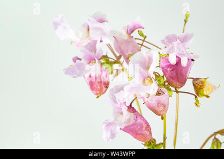 Blühende Himalayan Balsam, Impatiens glandulifera, wachsen an der Seite einer Straße in der Nähe von einem Graben in Dorset. Himalayan Balsam ist eine nicht-native invas Stockfoto