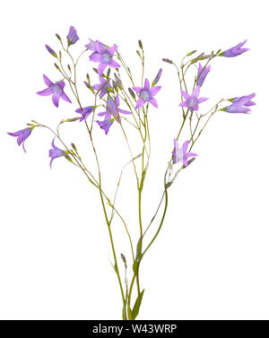 Campanula Blumen isoliert auf weißem Hintergrund Stockfoto