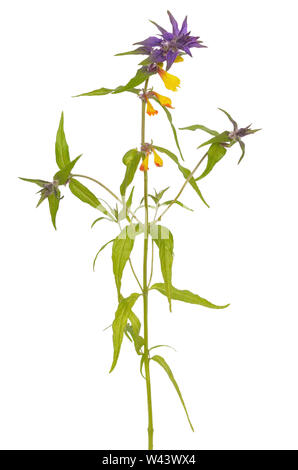 Melampyrum nemorosum Blume auf weißem Hintergrund Stockfoto