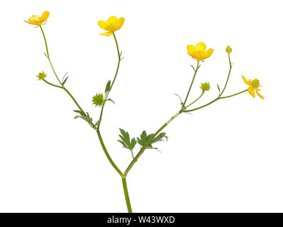 Wiese Hahnenfuß (Ranunculus acris) Blüte isoliert auf weißem Hintergrund Stockfoto