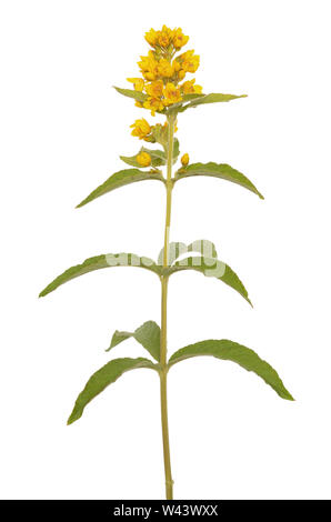 Lysimachia Vulgaris Blume isolierten auf weißen Hintergrund Stockfoto