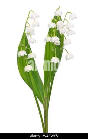 Convallaria majalis Blumen auf weißem Hintergrund Stockfoto