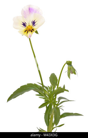 Stiefmütterchen Viola tricolor Blume auf weißem Hintergrund Stockfoto