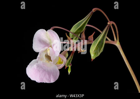Ein Foto der Himalayan Balsam Blüte Impatiens glandulifera, und seine grüne, die Entwicklung der Samenkapseln. Die Hülsen sind in der Lage, feuern die Samen severa Stockfoto