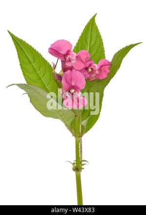 Impatiens glandulifera Blumen auf weißem Hintergrund Stockfoto