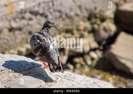 Nahaufnahme von einem grauen schlampig Taube stehen am Rand von Stone shore, verdächtige rückblickend mit einem klaren orange Augen. Herbst in Opatija, Kroatisch Stockfoto