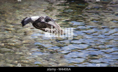 Einblick in eine graue Taube fliegen kostenlos über klares Meer, Begriff der Freiheit. Herbst in Opatija, Kroatien, Europa. Stockfoto