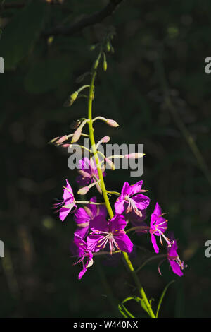 Rosa Blüten von Fireweed in voller Blüte Nahaufnahme im Sommer. Lateinischer Name Chamaenerion. Stockfoto