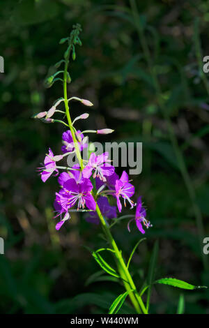 Rosa Blüten von Fireweed in voller Blüte Nahaufnahme im Sommer. Lateinischer Name Chamaenerion. Stockfoto