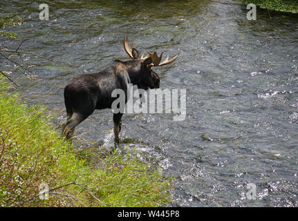 Eine große Bull Moose Kreuze einer beweglichen Fluss. Stockfoto