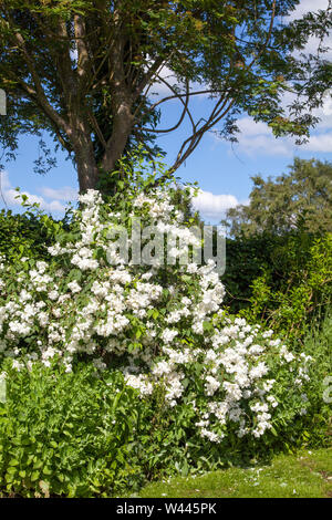 Mock Orange Cornus alba 'Sibirica in einem Englischen Garten Stockfoto