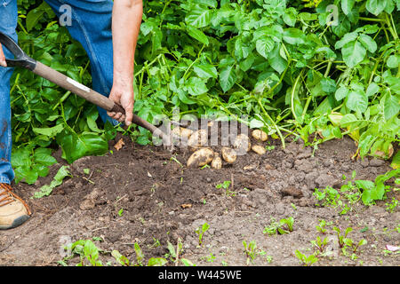 Erntevorsatz anheben graben neue Kartoffeln in einem Gemüsegarten auf seiner Zuteilung mit einem Garten Gabel Gärtner Stockfoto