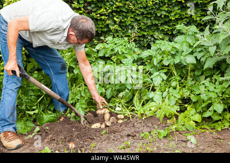 Erntevorsatz anheben graben neue Kartoffeln in einem Gemüsegarten auf seiner Zuteilung mit einem Garten Gabel Gärtner Stockfoto