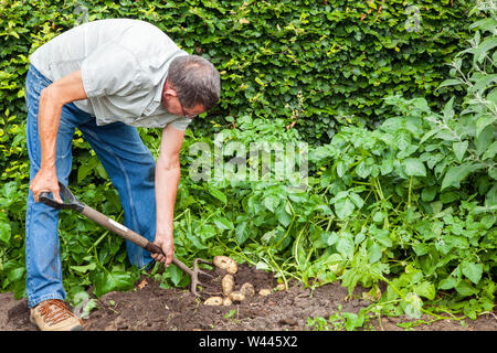 Erntevorsatz anheben graben neue Kartoffeln in einem Gemüsegarten auf seiner Zuteilung mit einem Garten Gabel Gärtner Stockfoto