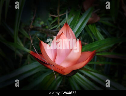 Ein Hauch von Orange mit Hawaiianischen tropische Blume Stockfoto