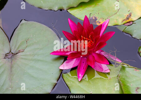 Frische Red Water Lilly mit Blätter in kleinen Teich Stockfoto