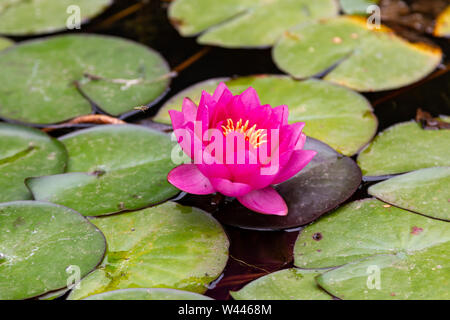 Frische Red Water Lilly mit Blätter in kleinen Teich Stockfoto