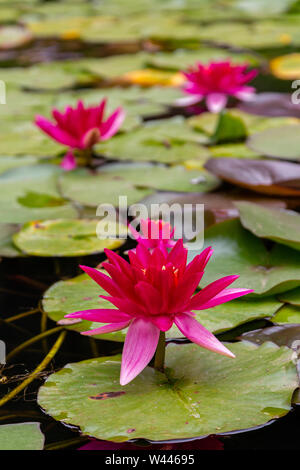 Frische Red Water Lilly mit Blätter in kleinen Teich Stockfoto