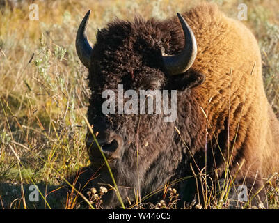 Ein amerikanischer Bison Bulle liegt im Gras am späten Nachmittag Stockfoto