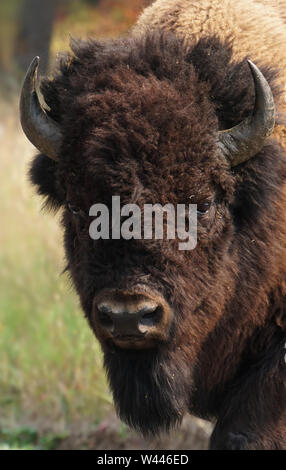 Portrait einer jungen Bison Bulle, mit seinen Hörnern. Stockfoto