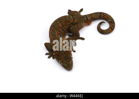 Die Bemoosten Neukaledonischen gecko auf weißem Hintergrund Stockfoto