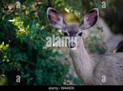 Nahaufnahme von einem Maultier Doe mit Blick auf die Kamera in einem Waldgebiet Stockfoto