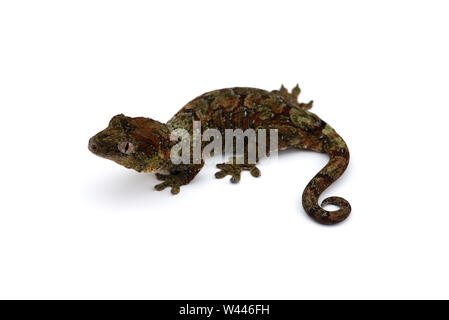Die Bemoosten Neukaledonischen gecko auf weißem Hintergrund Stockfoto