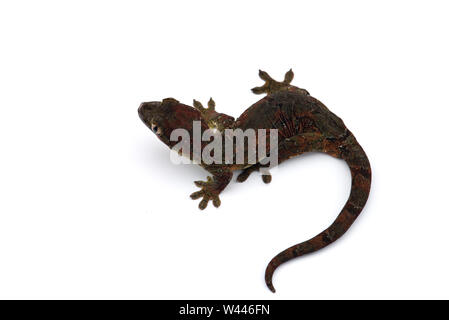 Die Bemoosten Neukaledonischen gecko auf weißem Hintergrund Stockfoto