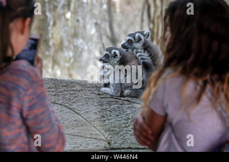 Detroit, Michigan - Kinder schauen ringtailed Lemuren (Lemur catta) auf der Detroit Zoo. Stockfoto