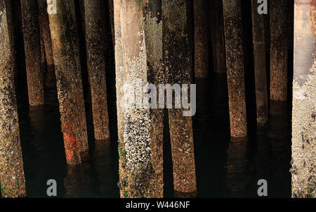 Alte Pier Pilings abgedeckt, Muscheln und Seepocken Stockfoto