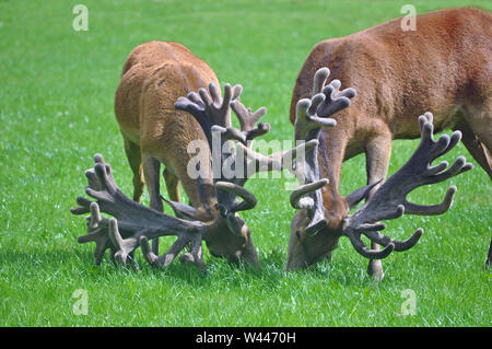 Zwei rote Hirsche mit beeindruckenden setzt der Geweihe in der Koppel an der Westküste von Neuseeland grasen. Stockfoto