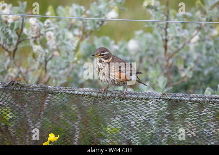 Turdus Iliacus. Isländische Redwing, Island Stockfoto