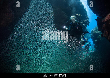 Eine große, silberne Schule der silversides schwimmt in die finsteren Tiefen einer Höhle unter Wasser vor der Küste von Grand Cayman in der Karibik. Stockfoto