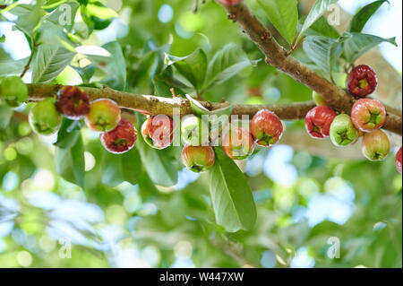 Sweet rose apple Frucht am Baum hängen Stockfoto