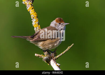 Eurasischen Mönchsgrasmücke, Mönchsgrasmücke (Sylvia atricapilla) Weibchen Stockfoto