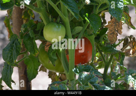 Eine Tomate Obstgarten in Nuratau Uhum Dorf, in den Bergen Stockfoto