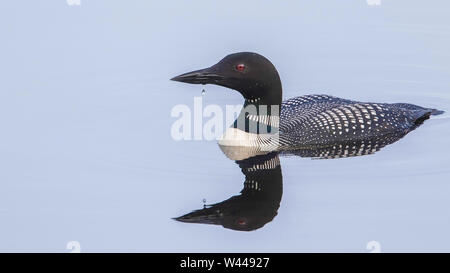 Ein gewöhnlicher Loon in Alaska Stockfoto