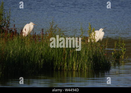 Paar kleine Silberreiher (Egretta garzetta), die von der Wasserseite im goldenen Licht des Abends. Langbeinige räuberischen waten Vogel. Bath, Exeter, UK. Stockfoto