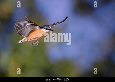 Eurasischen Kleiber, Kleiber (Sitta europaea) Stockfoto