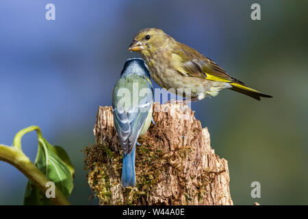 Grünfink, Grünfink (Carduelis chloris) Stockfoto