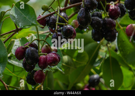 Jaam Jambul Jamun oder Jamblang Syzygium cumini auf Niederlassung des Baums Stockfoto