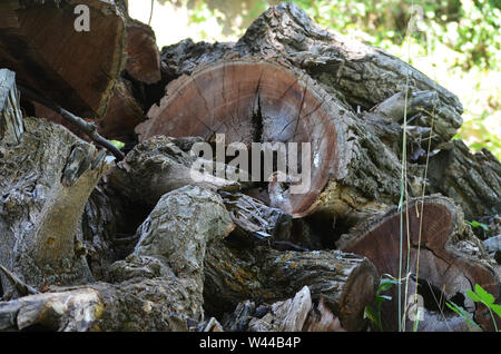 Ein Vorrat an Holz für Kraftstoff im Dorf Sentyab Nuratau Berge Stockfoto