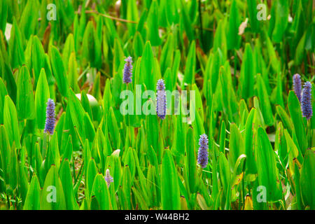 Pickerelweed blühenden Stockfoto