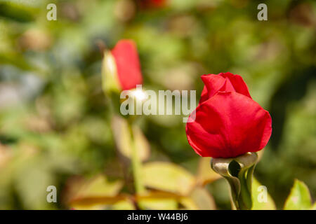 Red rose bud auf grünem Hintergrund Stockfoto