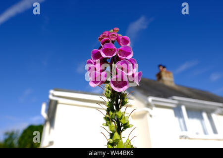 Die gemeinsame Blume Fingerhut in einem englischen Cottage Garten wachsenden Stockfoto