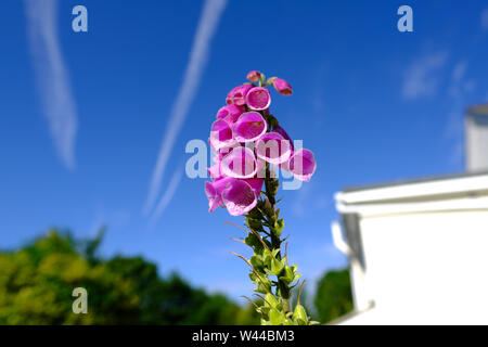 Die gemeinsame Blume Fingerhut in einem englischen Cottage Garten wachsenden Stockfoto