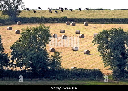 Runde Strohballen in geernteten Feld, Ivybridge, Filham, South Hams, Devon, England Stockfoto